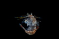   Mantis Shrimp Larval very late stage. Black Water diving Anilao. stage Anilao  